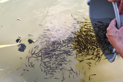 Fischbesatz-11.6._4