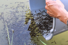Fischbesatz-11.6._5