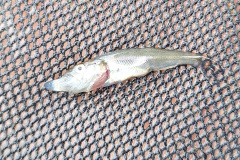 Fischbesatz-11.6._6