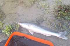 Zander-3